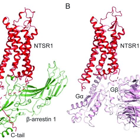 beta arrestin|Structure and function of β.